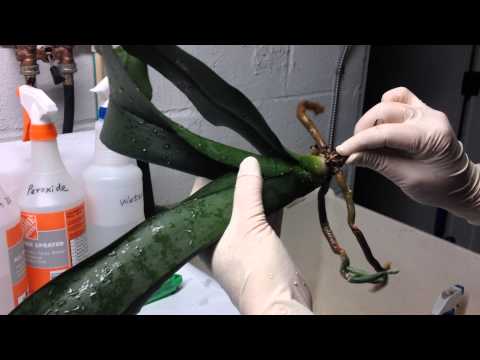 Repotting orchids into the semi-hydroponic system