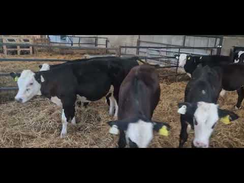 10 Quality Hereford starter bulls - Image 2
