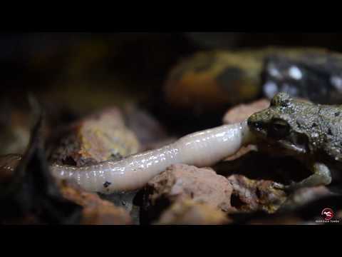 Showreel 2020- Akhilesh Tambe