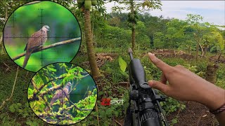 Download lagu BERBURU TEKUKUR❗️HUNTING SINGKAT POIN MANTAP❗️#18 mp3