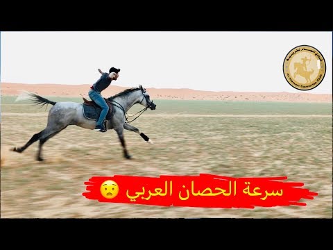 , title : 'تعال شوف سرعة الحصان العربي - The speed of the Arabian horse'