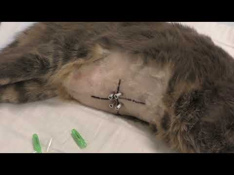 Ultrasound-Guided Abdominocentesis