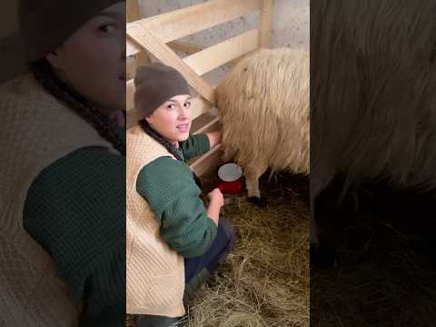 Geta Sterp mulge oile! #getasterp