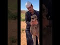 Heartbreaking Moment: Baby Camel's Painful Cry Will Leave You Speechless #facts #animals