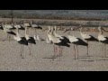 White Storks Israel March 2012 M2ts