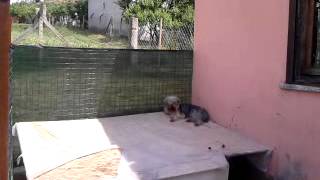 Satılık Yavru Köpekler,Yavru Köpek İlanları,Yavru Köpek Fiyatları  www