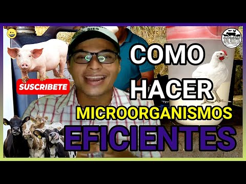 , title : 'COMO HACER MICROORGANISMOS EFICIENTES para usar en GALLINAS, POLLOS, CERDOS, BOVINOS.'