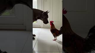 Download lagu Great Dane Shows Rooster Who's Boss in the House! mp3