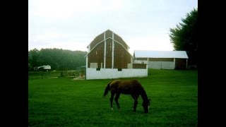 Infinity Crush - roadkill