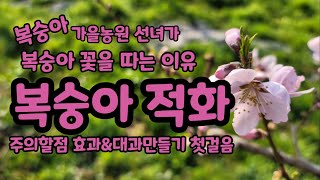 복숭아 적화 크게만들기 첫걸음 꽃따는이유 효과 주의할점 [복숭아재배]