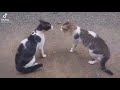 Cat Fight Compilation 2022