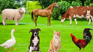 The Most Adorable Animals - Dogs, Ducks, Squirrels, Sheep, Cows, Goats - Animal Moments