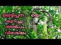 ഉലട്ടിപ്പന - യെ കുറിച്ച് അൽപം വിശേഷം.. Ulattippana