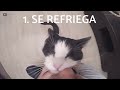 10 señales de que tu gato te quiere