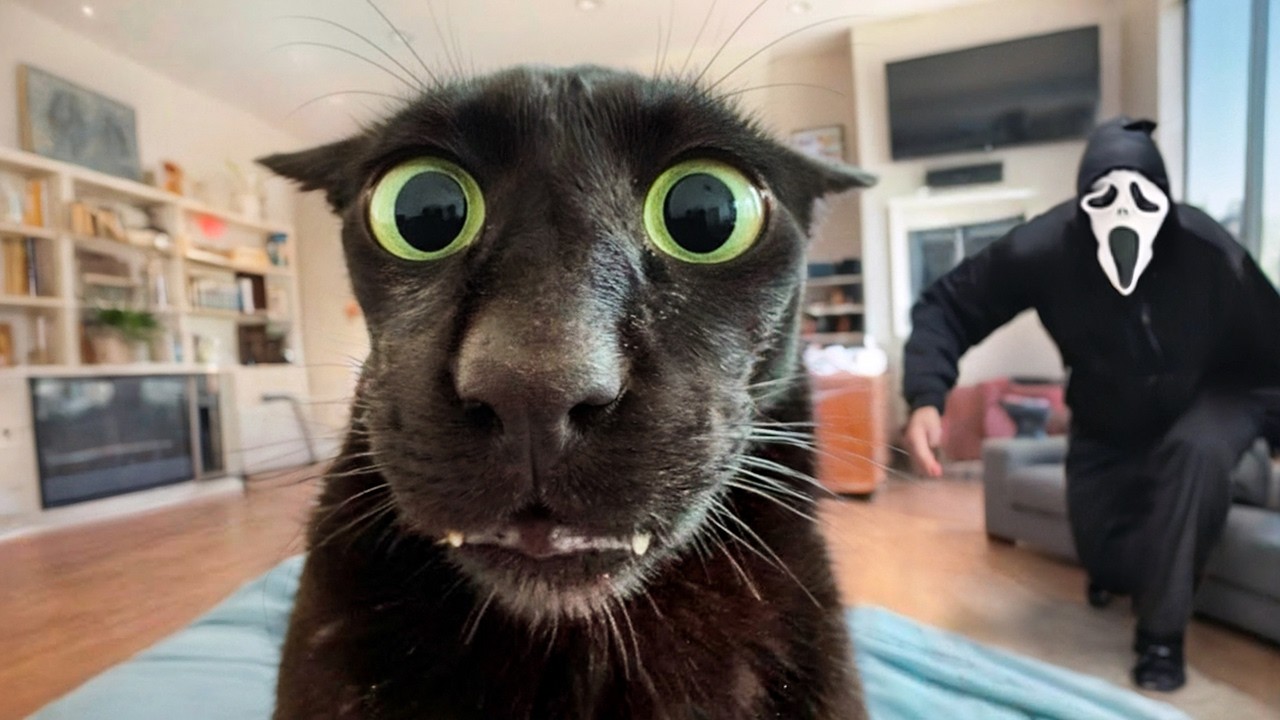 Animals Getting Scared Over Nothing