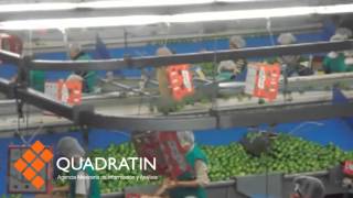 Capacitará STPS a limoneros de tierra caliente