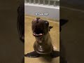 11 Weird Animal Sounds