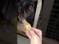 Budidaya Otter