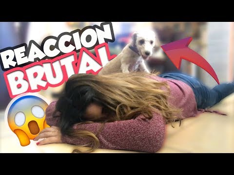 FINGIENDO MI MUERTE DELANTE DE MI PERRO