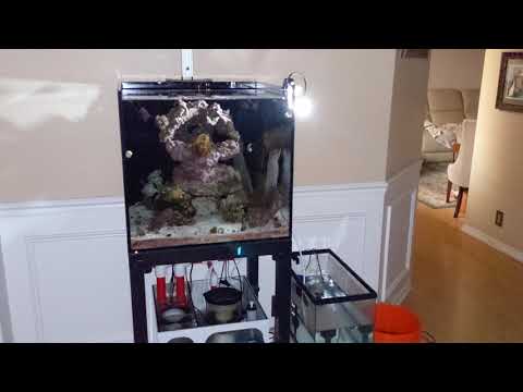 Nano Reef Tank, Hatching Clownfish Egg's, 3rd Attempt. New Foolproof Way!