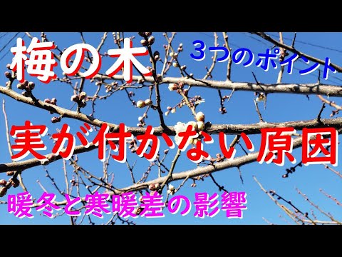 梅の木を守る方法 梅の木が泣いている理由 病気の予防 ガムキノコ 果樹園のヒント