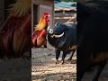 Whisker Vs Wild Pig The Fight The Fall And The Frying Pan Funny Cat Catvideos