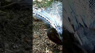 Download lagu lyrebird | Burung Gacor Mirip Murai Batu mp3 Download lagu lyrebird | Burung Gacor Mirip Murai Batu mp3