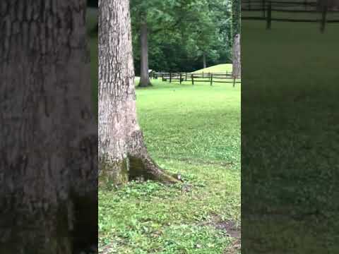 Visit to the actual Mounds