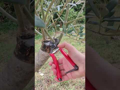 Rezidba maslina - održavanje kalema