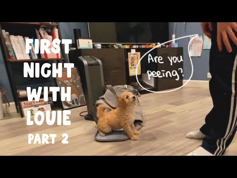 Louie's First Day Home