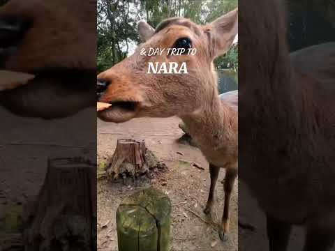 How to spend two weeks in Japan INCLUDING hidden gems #japantravel #hiddengems #japantrip