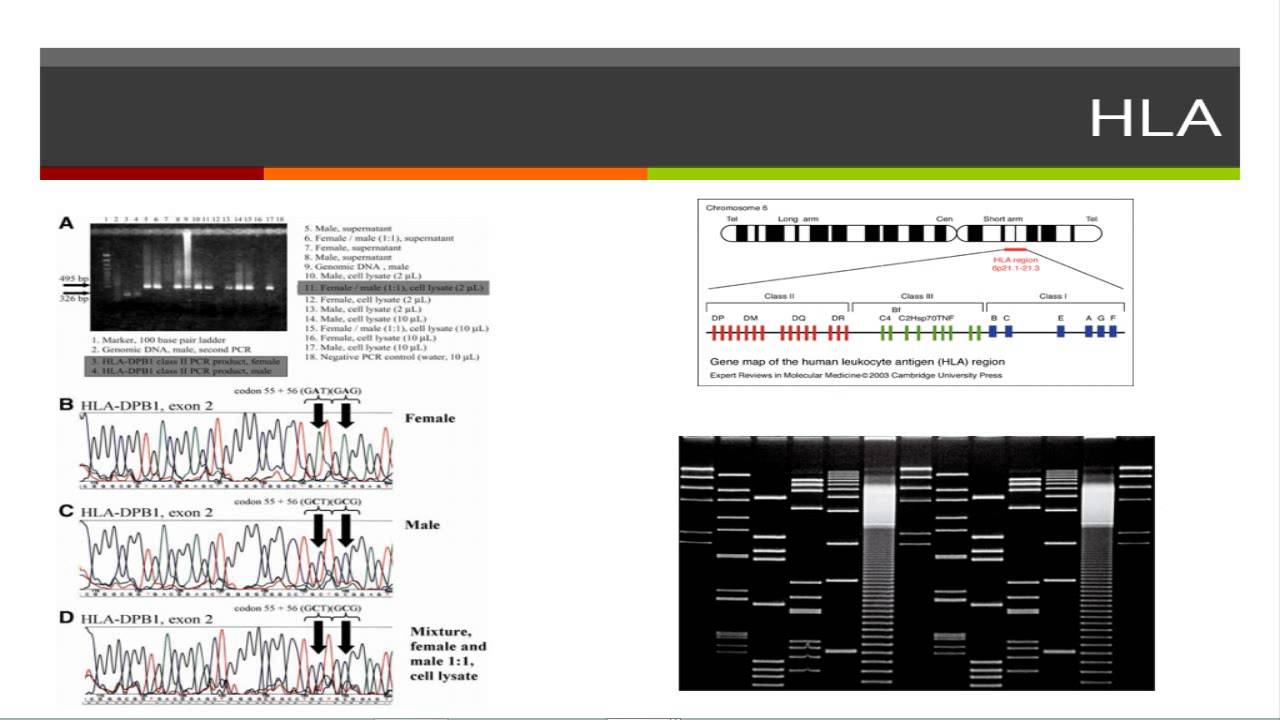 DIAGNOSTICO MOLECULAR PCR