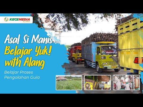 Asal Si Manis | Belajar Yuk! with Alang - Belajar Proses Pengolahan Gula