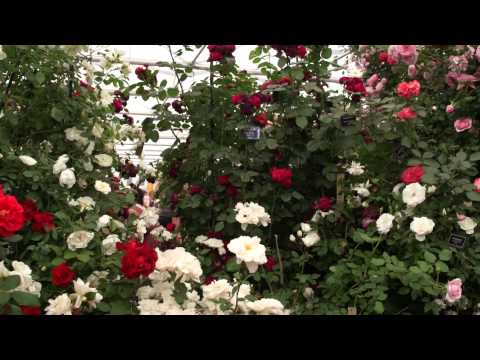 Chelsea Flower Show 2012 - Peter Beales Classic Roses
