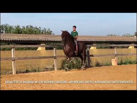 Stunning PRE stallion.