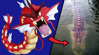 PokƩmon Caught In Real Life