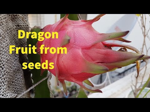 Grow dragon fruit from seeds easy & productive method