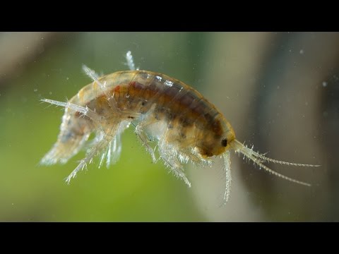 The search for the Stumptown scud