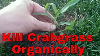 DIY Organic crabgrass control. How to kill crabgrass without using chemicals.