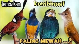 Download lagu TEMBAKAN  KOMBINASI PALING  MEWAH || cililin - cungkok - jenggot - tengkek buto mp3 Download lagu TEMBAKAN  KOMBINASI PALING  MEWAH || cililin - cungkok - jenggot - tengkek buto mp3