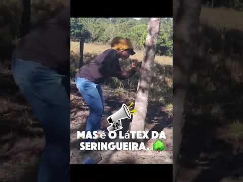 Conhecendo Fazenda de Seringueira com 54 Mil Árvores 🌳👀 | Santa Rita do Araguaia GO