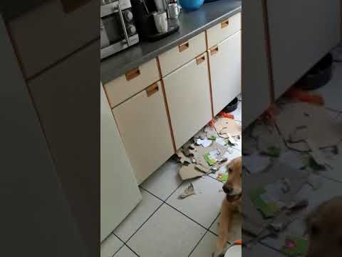 Ich war's nicht... oder Goldie zerstört Wohnung