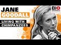 Jane Goodall Living With Chimpanzees