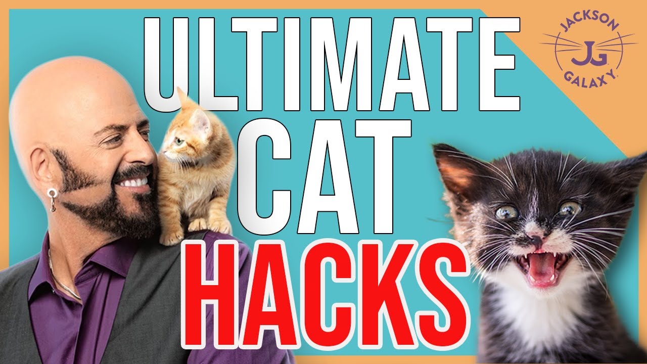 The Best Cat Tips!