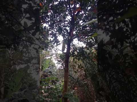 JARAN GU_YANG#trending