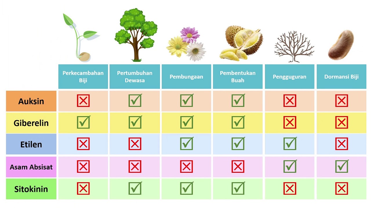Mengenal Hormon Tumbuhan : FITOHORMON