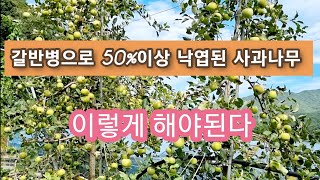 갈반병 걸린 사과나무 관리방법