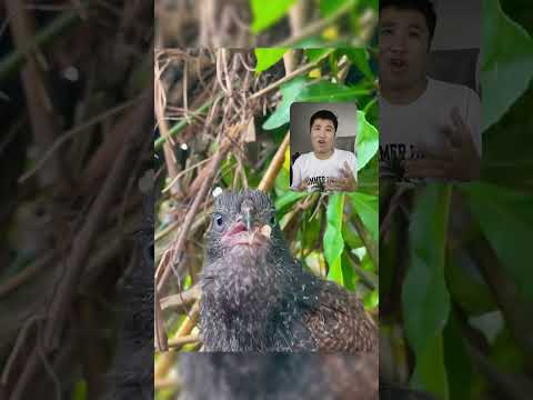 Miệng to chà bá