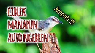 Download lagu MASTERAN CIBLEK NGEBREN  full tembakan | mp3 mp3