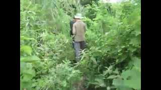 preview picture of video 'Jungle Walk Through the Chitwan National Forest, Pt 2'